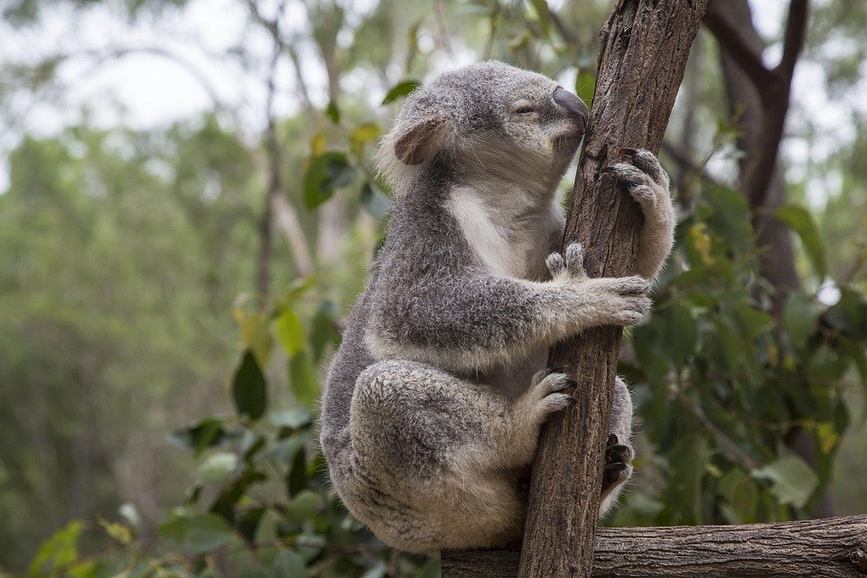 Where to Stay in Brisbane: Top Areas for Your Dream Trip