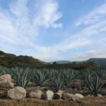 Where to Stay in Oaxaca: Top Accommodations for Every Traveler