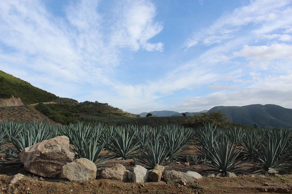 Where to Stay in Oaxaca: Top Accommodations for Every Traveler