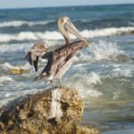 Where to Stay in Cancun: Top Picks for Every Traveler’s Budget