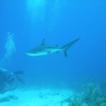 Where to Stay in Nassau: Your Ultimate Guide to Accommodations