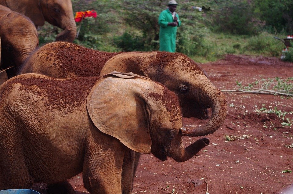 Best Things to Do in Nairobi: Unforgettable Experiences Await