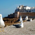 Where to Stay in Essaouira: Top Picks for Every Traveler