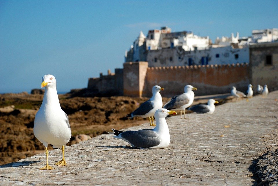 Where to Stay in Essaouira: Top Picks for Every Traveler