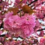 Where to Stay in Jeonju: Top Accommodations for Travelers