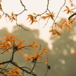 Where to Stay in Hanoi: Top Areas for Every Traveler