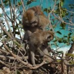 Best Time to Visit Nusa Penida for an Unforgettable Experience Best Time to Visit Nusa Penida for an Unforgettable Experience