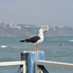 Best Time to Visit Lima: Your Ultimate Guide to Perfect Timing