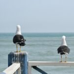 Best Time to Visit Lima: Ultimate Travel Guide for Adventurers