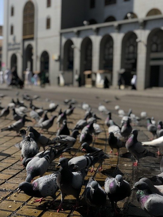Best Time to Visit Medina: A Traveler’s Essential Guide