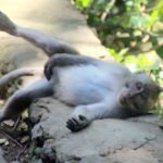 Where to Stay in Ubud: Top Picks for Every Traveler’s Budget