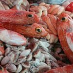 Best Time to Visit Essaouira: A Traveler’s Guide to Ideal Seasons