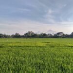 Where to Stay in Yogyakarta: Top Accommodations for Travelers