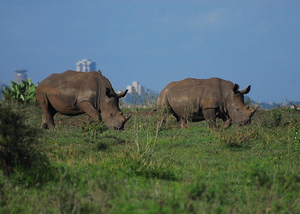 Where to Stay in Nairobi: Top Picks for Every Traveler