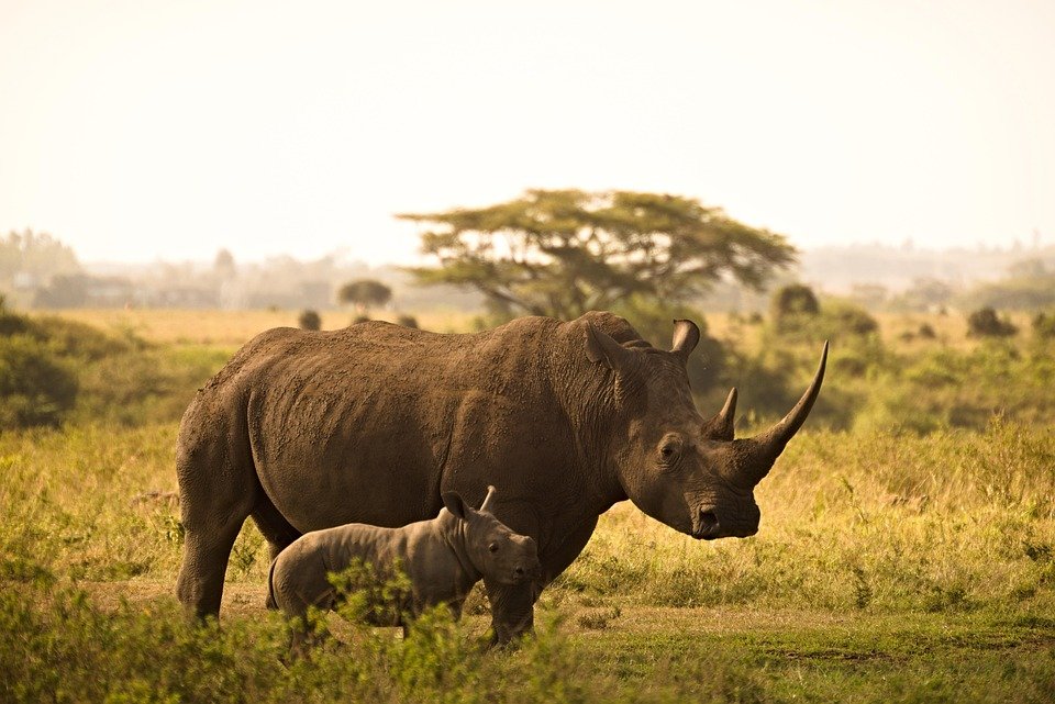 Where to Stay in Nairobi: Your Ultimate Travel Guide