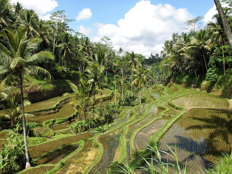 Where to Stay in Ubud: Top Unique Accommodations for Travelers