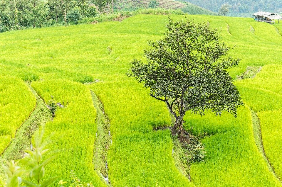 Best Things to Do in Chiang Mai: Unforgettable Experiences Await
