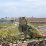 Best Time to Visit San Juan: Perfect Seasons for Travelers
