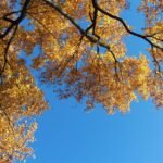 Where to Stay in Washington D.C.: Top Hotels and Insider Tips