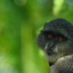 Where to Stay in Zanzibar: Your Ultimate Travel Guide Where to Stay in Zanzibar: Your Ultimate Travel Guide